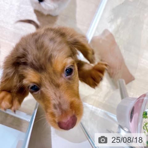カニーンヘン・ダックスフンドの写真
