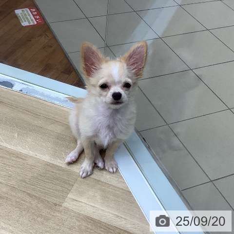 チワワの写真