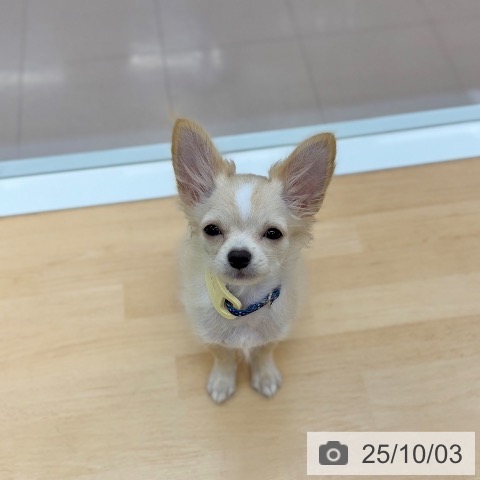 チワワの写真