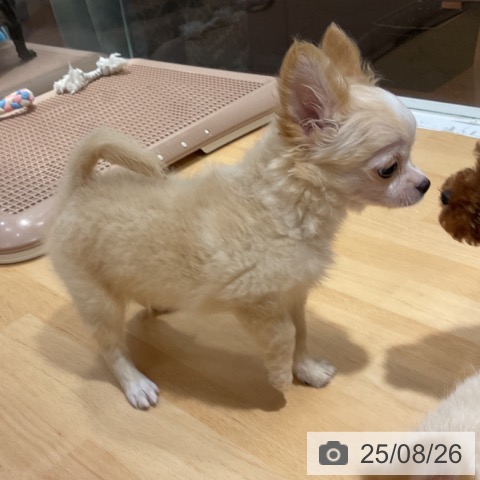 チワワの写真