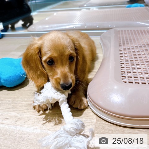 ミニチュア・ダックスフンドの写真