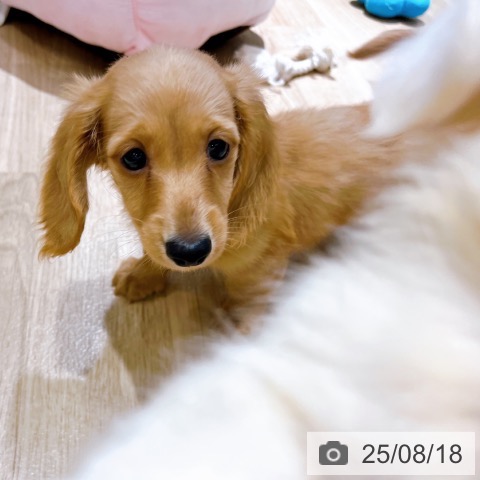 ミニチュア・ダックスフンドの写真