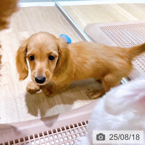 ミニチュア・ダックスフンドの写真