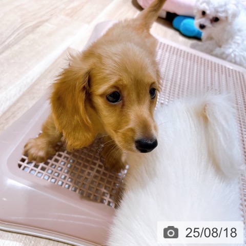ミニチュア・ダックスフンドの写真