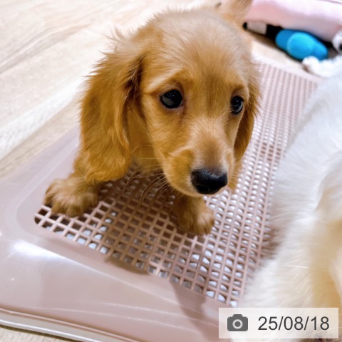 ミニチュア・ダックスフンドの写真