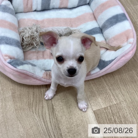 チワワの写真