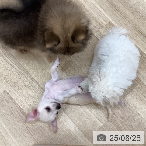 チワワの写真