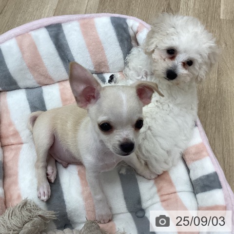 チワワの写真