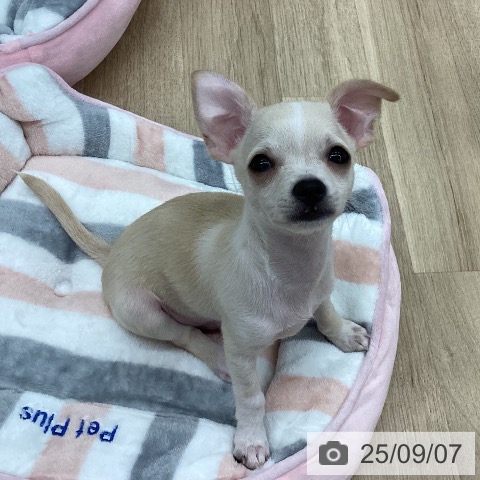 チワワの写真