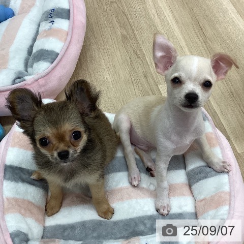 チワワの写真