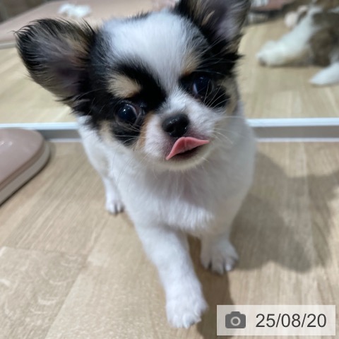 チワワの写真