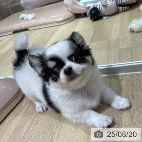 チワワの写真