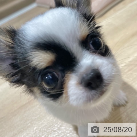 チワワの写真
