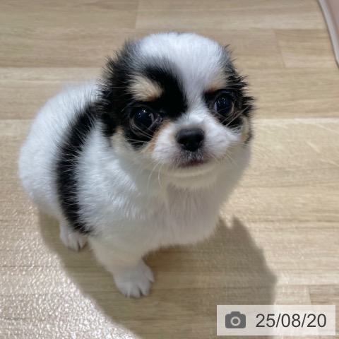 チワワの写真