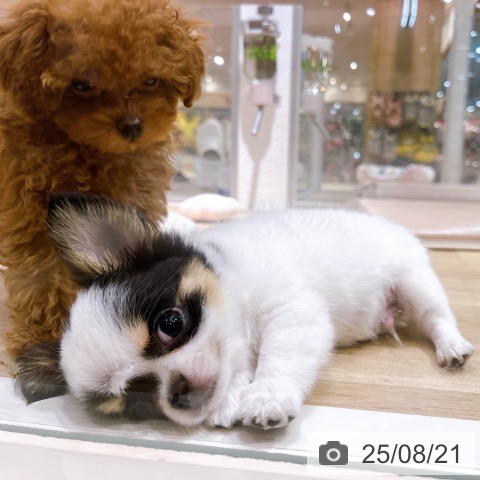 チワワの写真