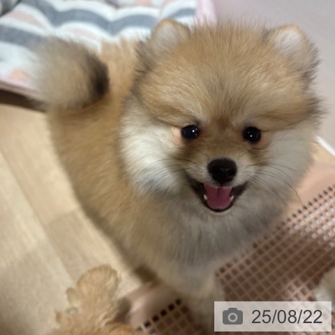 ポメラニアンの写真
