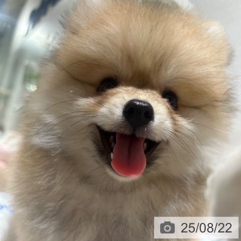 ポメラニアンの写真