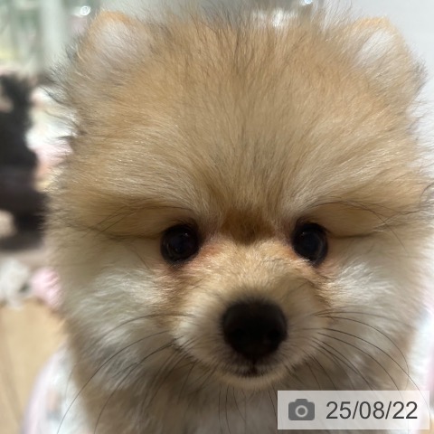 ポメラニアンの写真