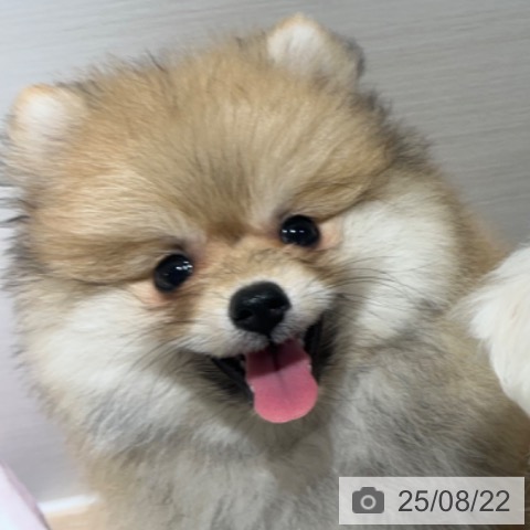 ポメラニアンの写真