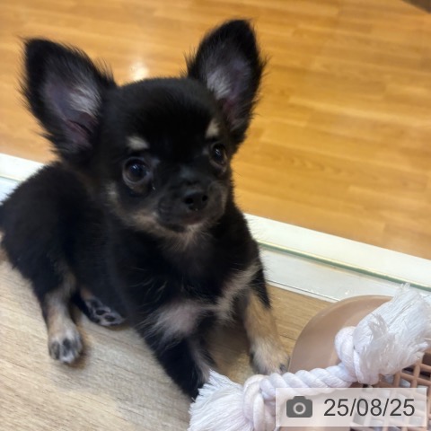 チワワの写真