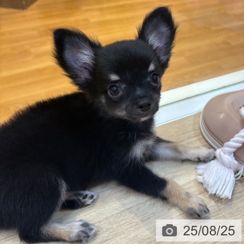 チワワの写真