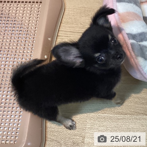 チワワの写真