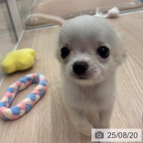チワワの写真