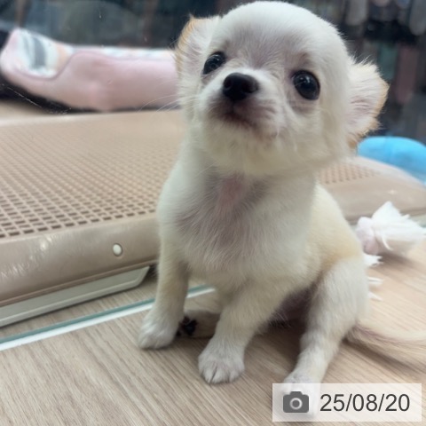 チワワの写真