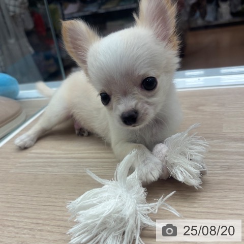 チワワの写真