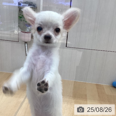 チワワの写真