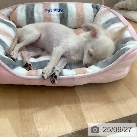 チワワの写真
