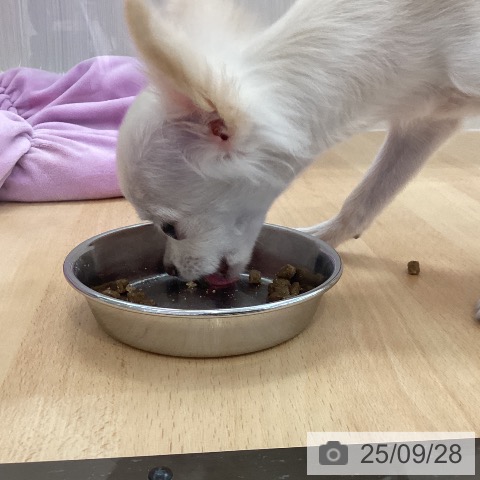 チワワの写真