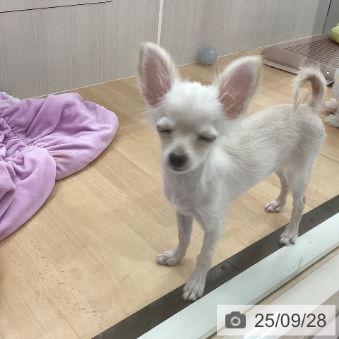 チワワの写真