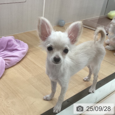チワワの写真