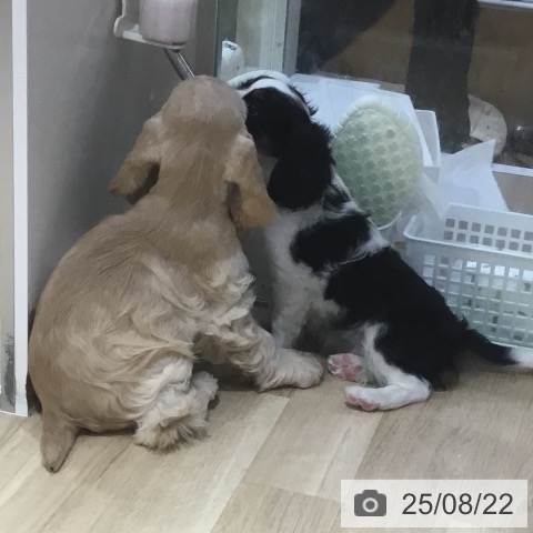 キャバリア・キングチャールズ・スパニエルの写真
