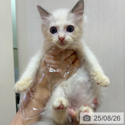 ラグドールの写真