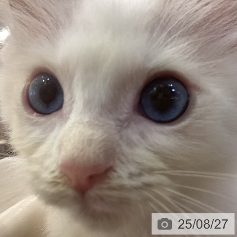 ラグドールの写真