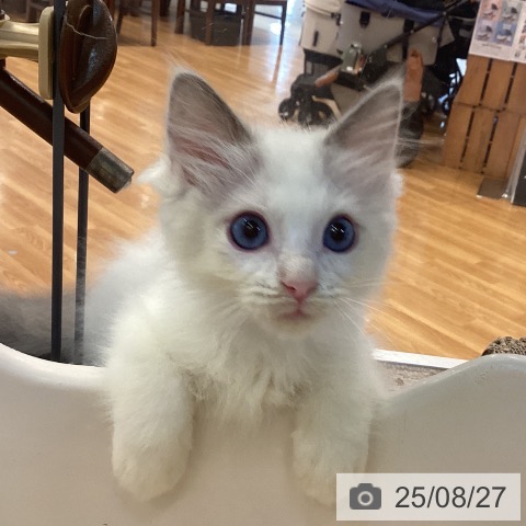 ラグドールの写真