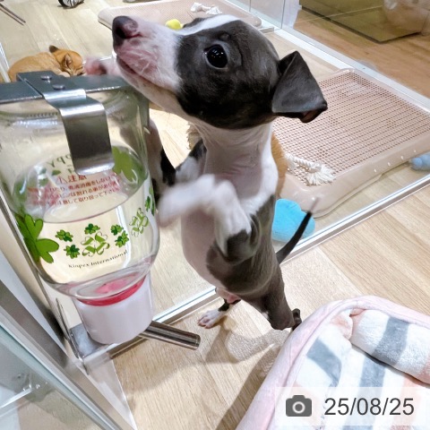イタリアン・グレーハウンドの写真