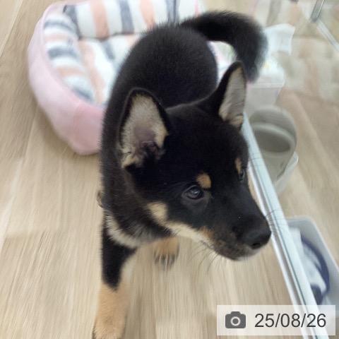 柴の写真