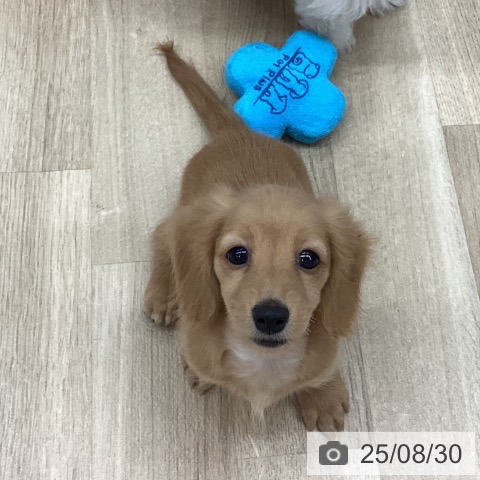 ミニチュア・ダックスフンドの写真