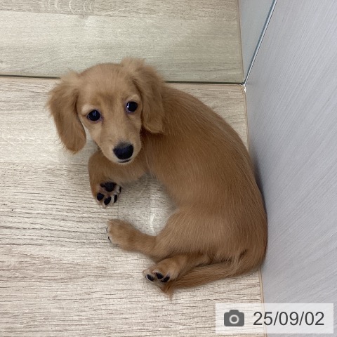 ミニチュア・ダックスフンドの写真