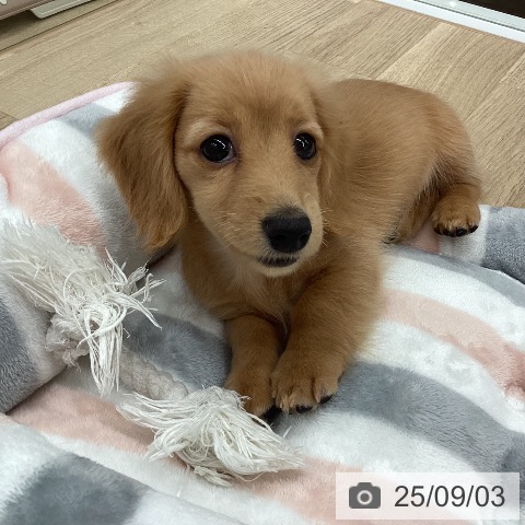 ミニチュア・ダックスフンドの写真