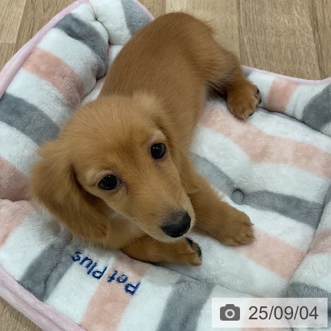 ミニチュア・ダックスフンドの写真