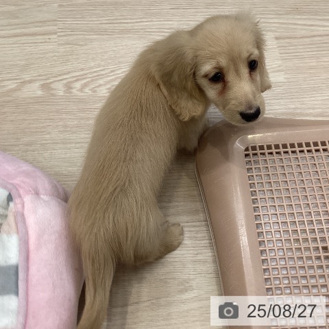 ミニチュア・ダックスフンドの写真