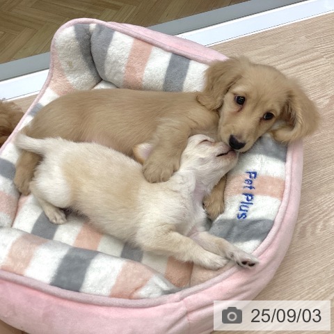 ミニチュア・ダックスフンドの写真