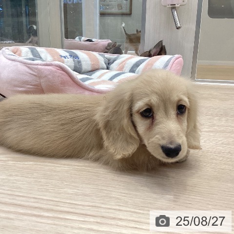 ミニチュア・ダックスフンドの写真