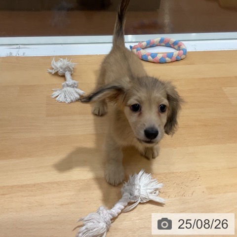 ミニチュア・ダックスフンドの写真