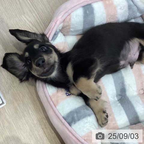 ミニチュア・ダックスフンドの写真