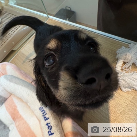ミニチュア・ダックスフンドの写真